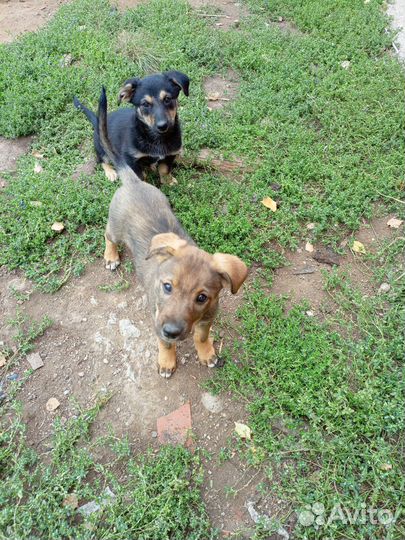 Отдам девочек отличных охраниц