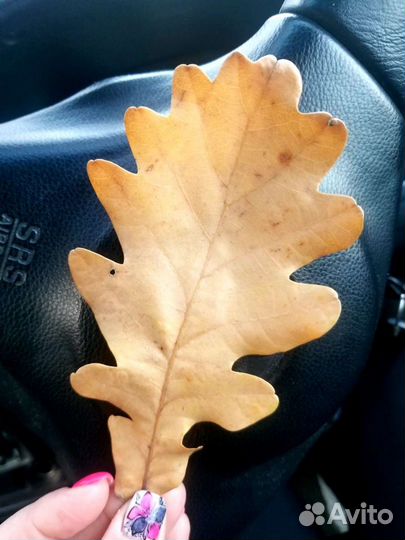 Дубовый опад