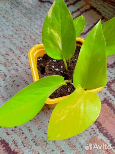 Сциндапсусы,сингониумы