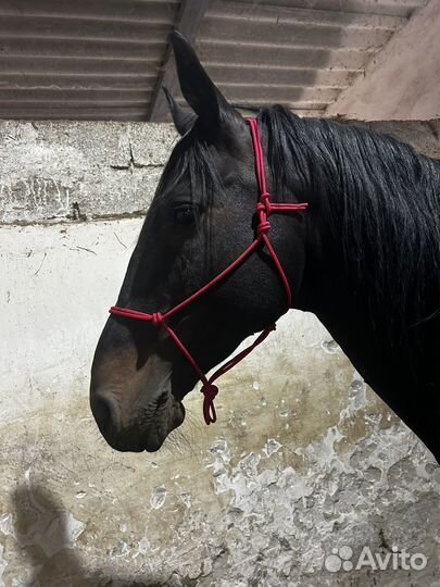 Веревочная амуниция