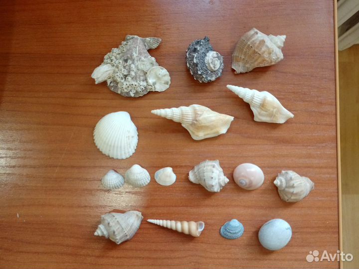 Набор морских ракушек