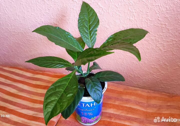 Пахистахис красный - экзот тропический