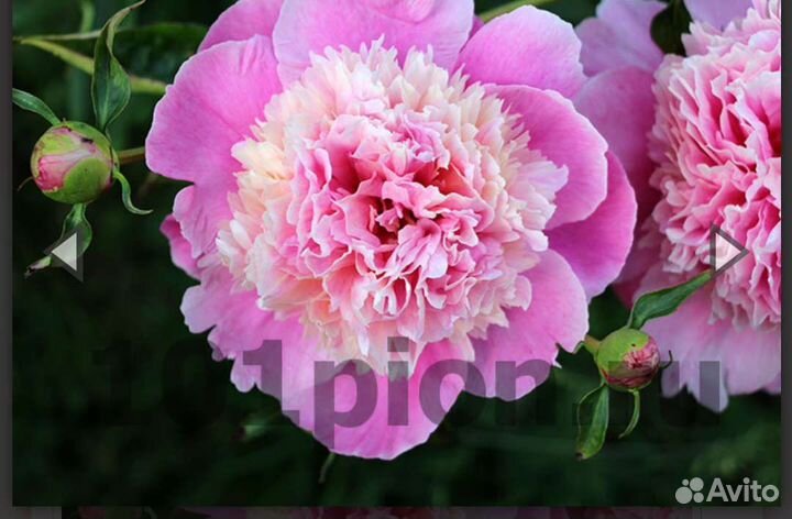 Пионы саженцы