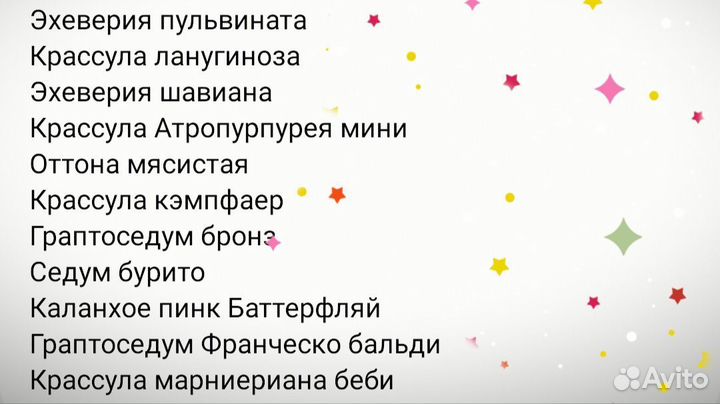 Флорариум суккуленты
