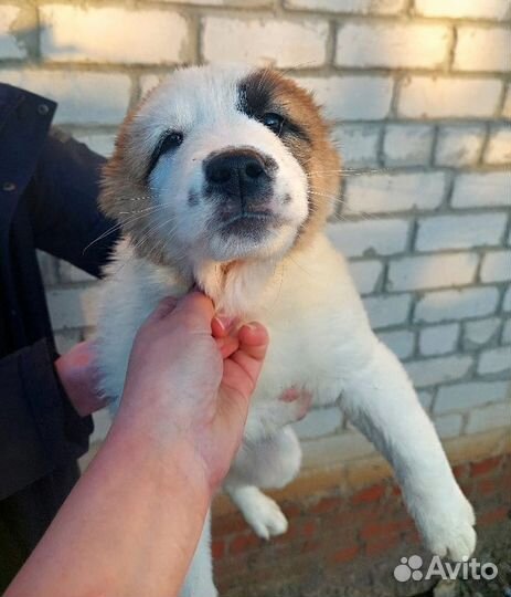 Среднеазиатская овчарка