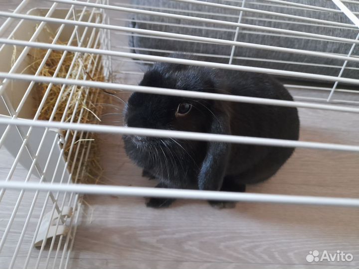 Кролик вислоухий