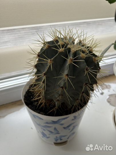 Кактус цветущий