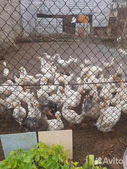 Гуси белые порода линда и серые