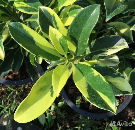 Петровитекс Квисквалис Фагрея Мандевилла. Экзоты