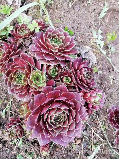 Молодило каменная роза