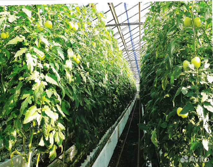 Тепличница (Овощевод)