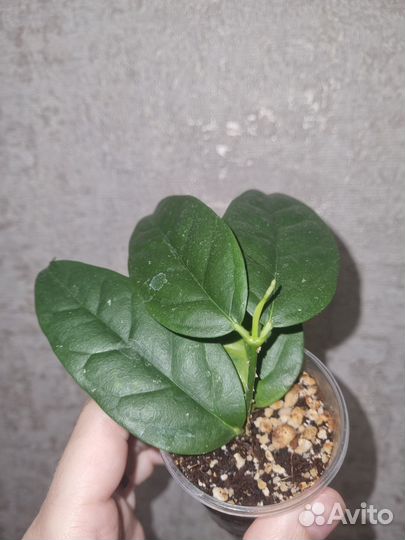 Hoya peninsularis (Hoya sp. perak Teddy Bear)