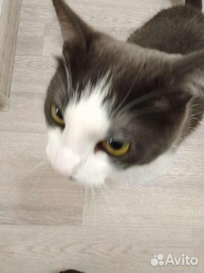 Блохастое чудовище