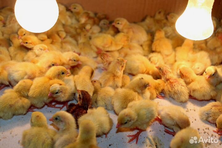 Животные перепелки