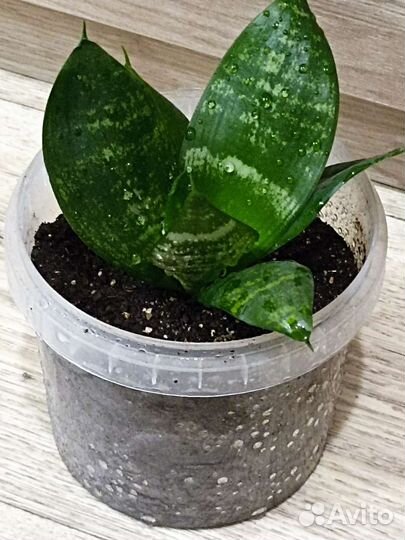 Сансевиерия ханни