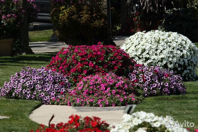 Семена Петуния