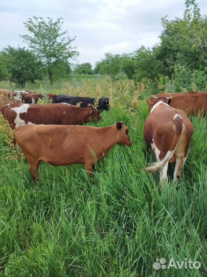 Телята бычки и телки