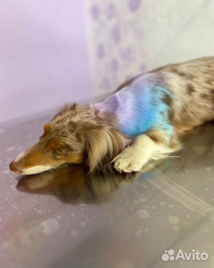 Грумер стрижка собак зоосалон