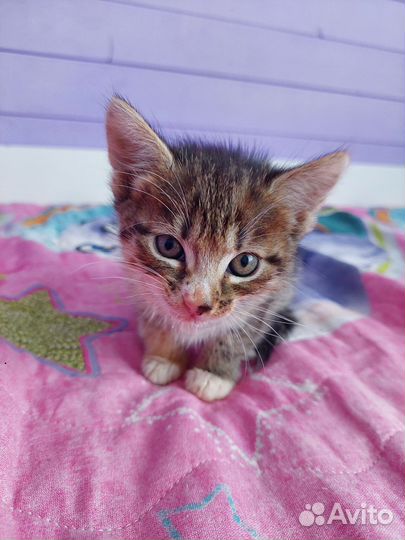 Котята в добрые руки бесплатно