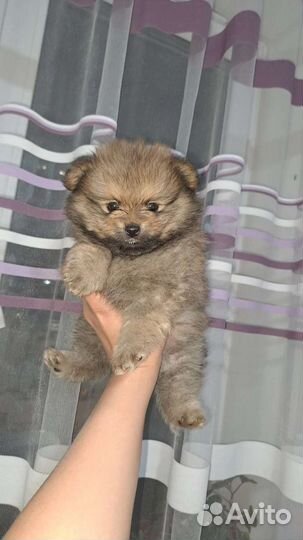 Шпиц вязка