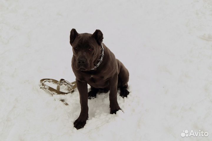 Дрессировка собак в Московской области с выездом