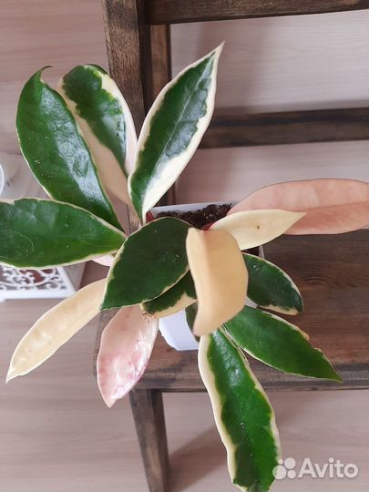 Хойя Кримсон Квин