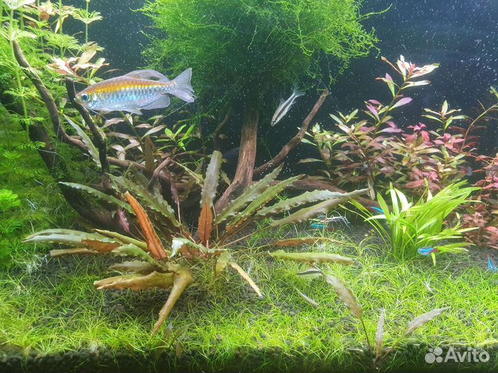 Растения для аквариума