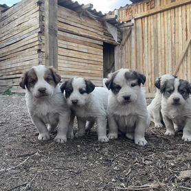 Щенки алабая продажа