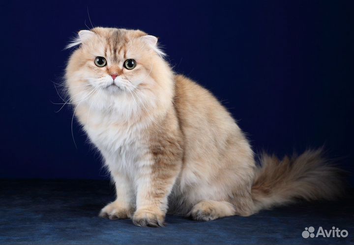 Вязка с шотландским вислоухим