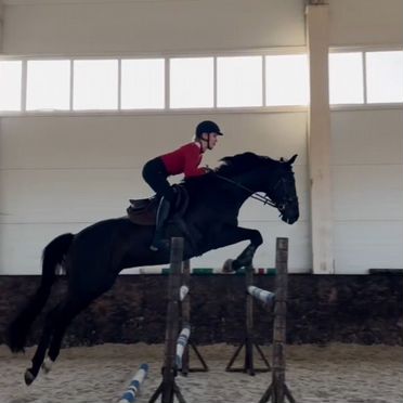 Лошадь в аренду