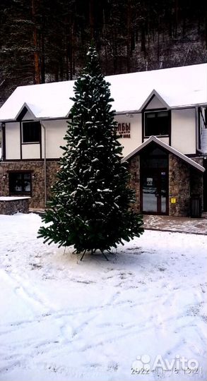 Огромная Елка для центральной площади