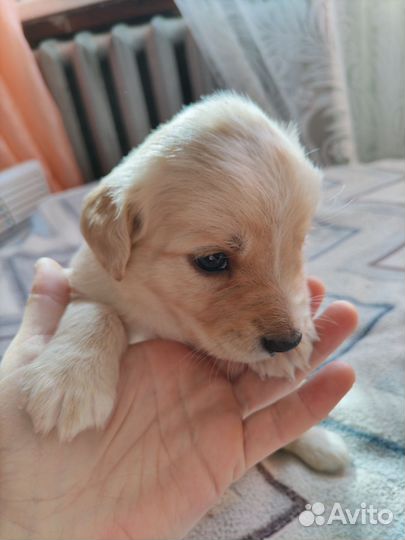 Отдам два щенка, кобели, в заботливые руки