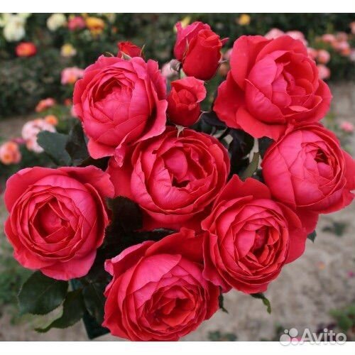 Роза Гартенпринцессин Мари-Хосе