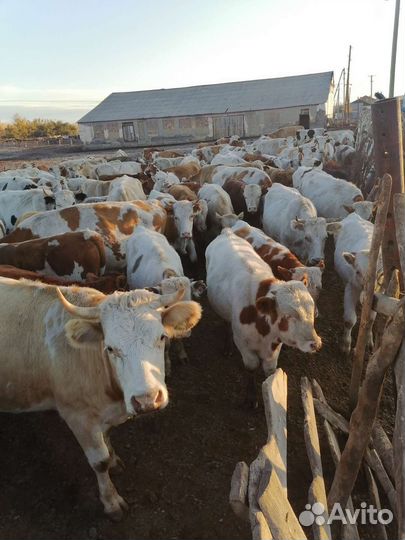 Телочки и лошади