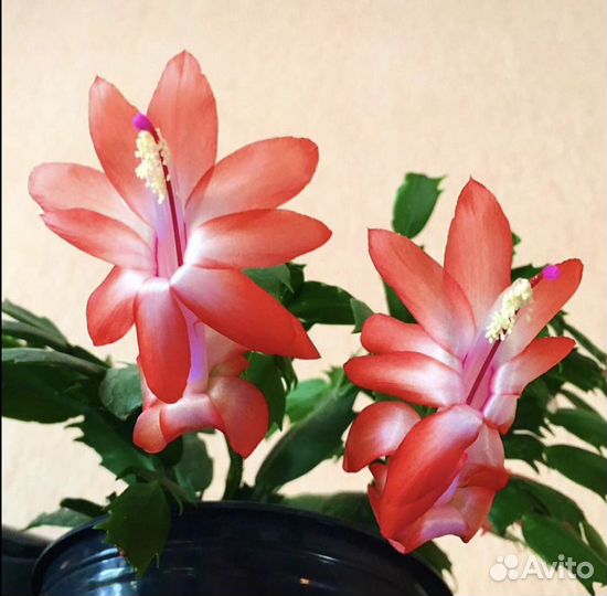 Декабрист шлюмбергера