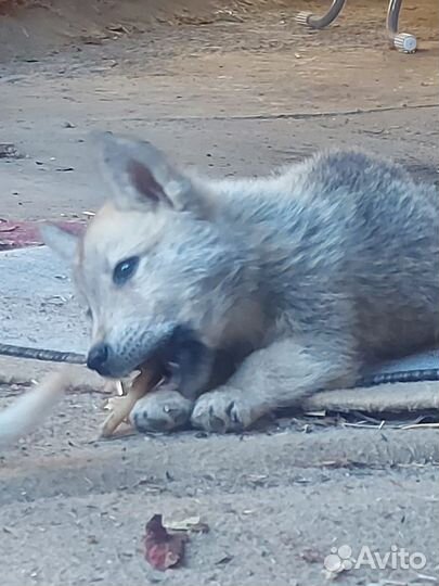 Щенки лайки