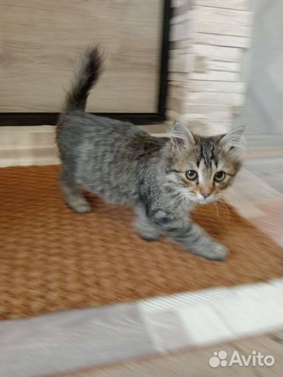 Котенок мальчик