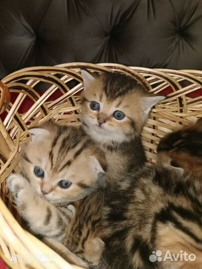 Шотландская золотая шиншилла