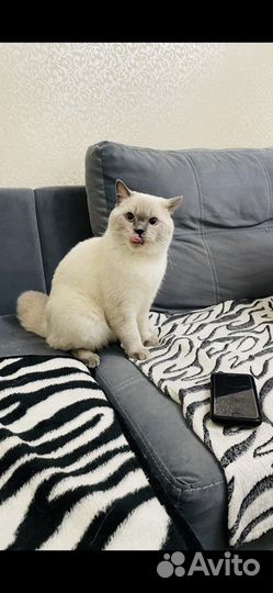 Шотландский кот на вязку
