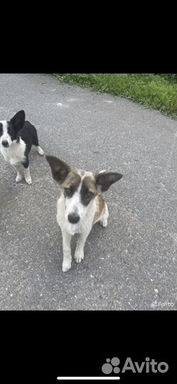 Бесплатно в хорошие руки