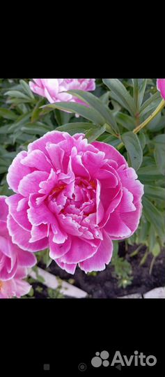 Пионы саженцы