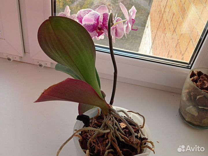 Орхидея фаленопсис