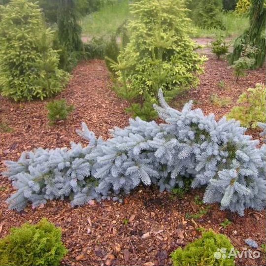 Ель колючая Зе Блюз