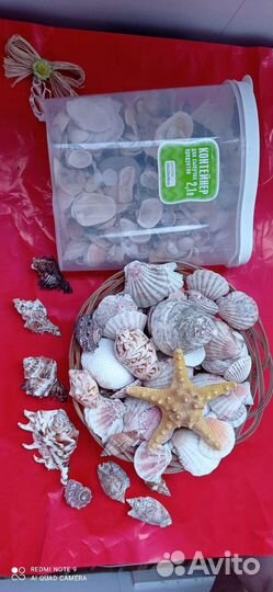 Ракушки разные много