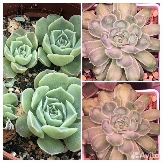 Редкие эхеверии/Marble, Gilo