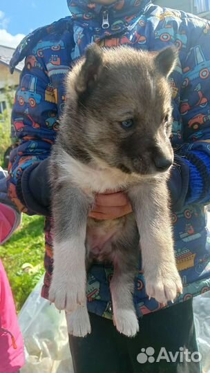 Щенки Хаски