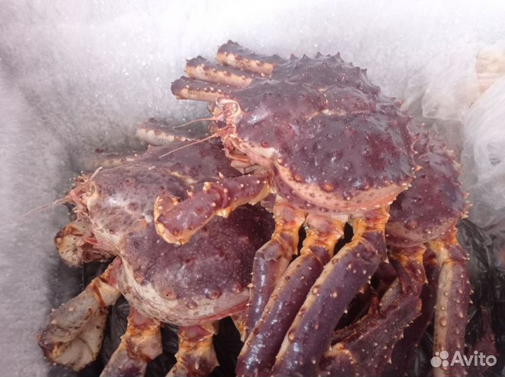 Камчатский краб