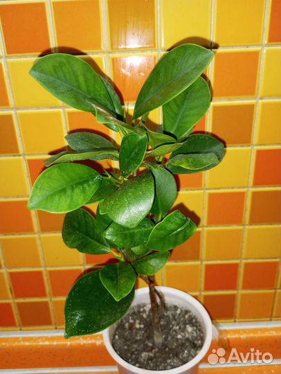 Комнатные растения 3