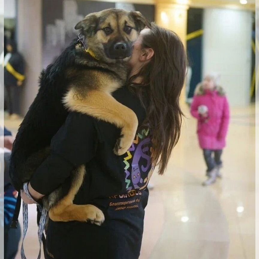 Собака в добрые руки