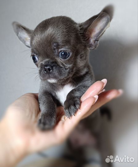 Щенки чихуахуа мини